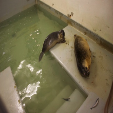 Binkie en Diva rusten in de grote binnenpool.jpg
